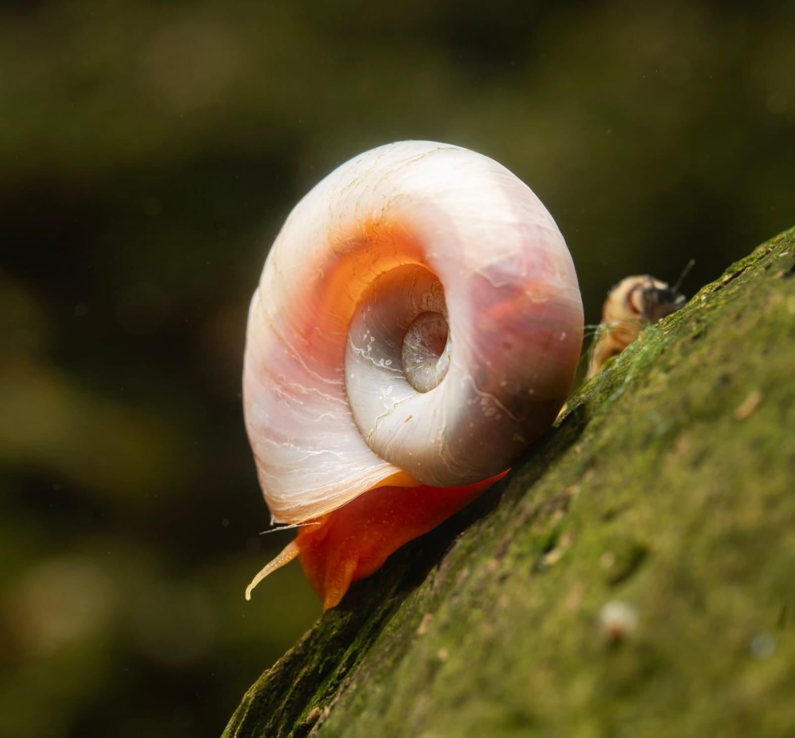 Ramshorn Snail